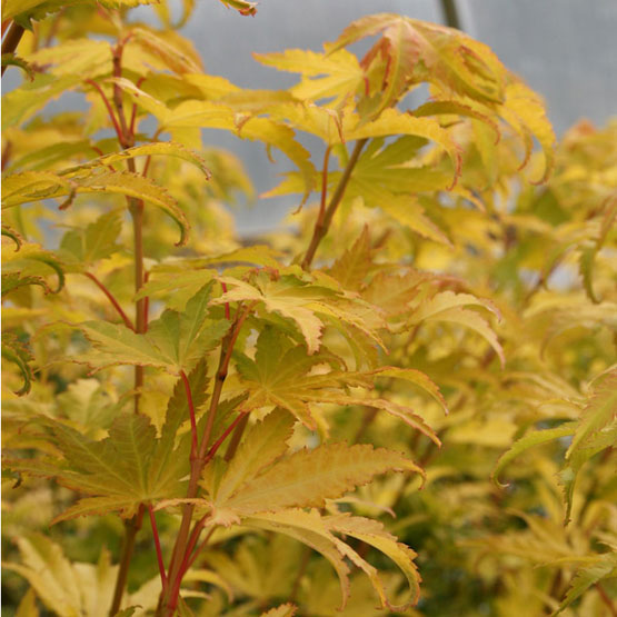 Acer shir Jordan 