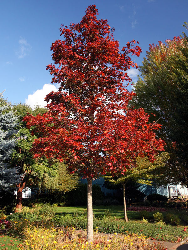 Acer x Crimson Sunset 3"