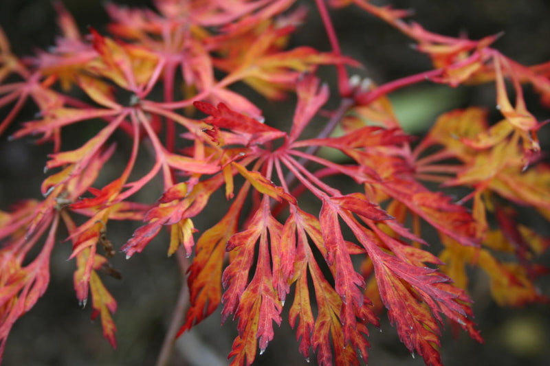 Acer jap Fairy Lights 