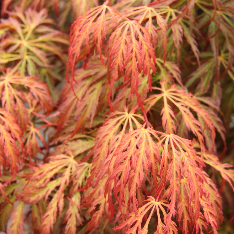 Acer palm Jeddeloh Orange 