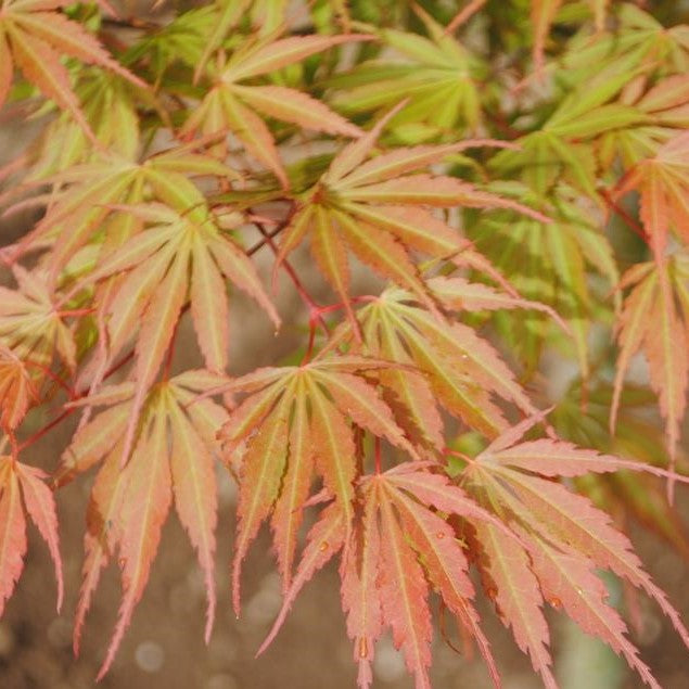 Acer palm Orange Flame spec