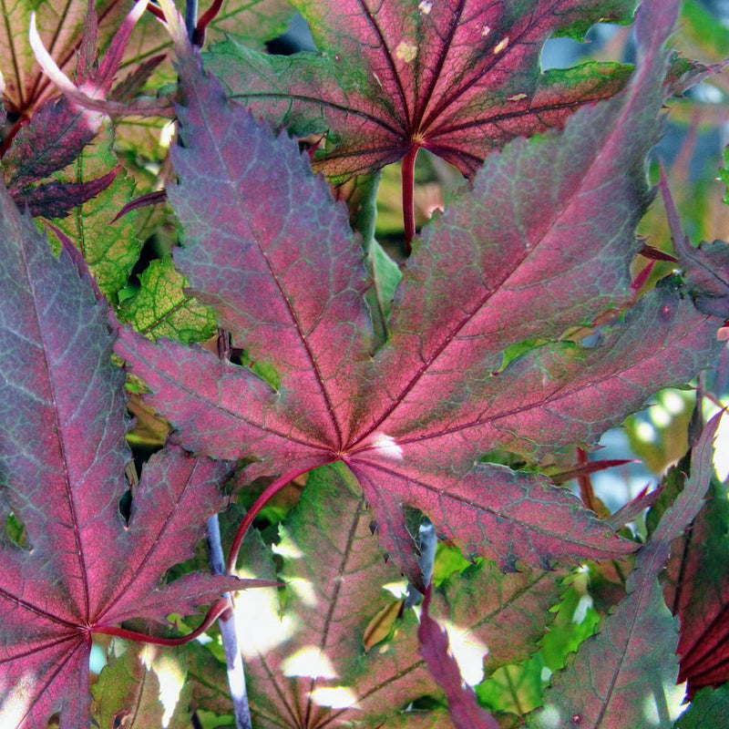 Acer palm Purple Ghost spec