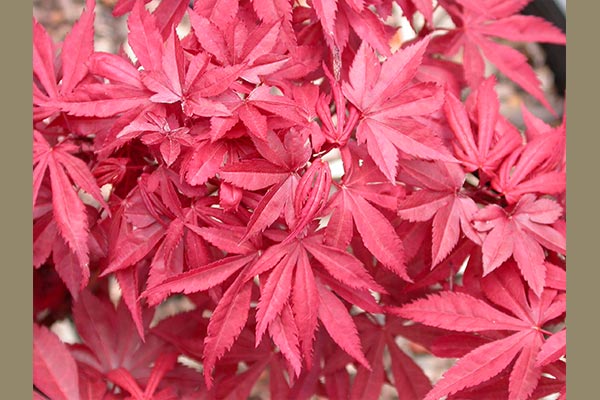 Acer palm Skeeters Broom 