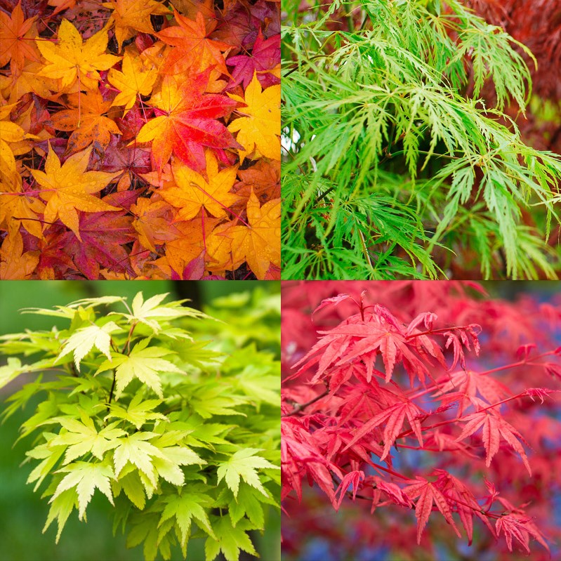 Acer palmatum 1.75"