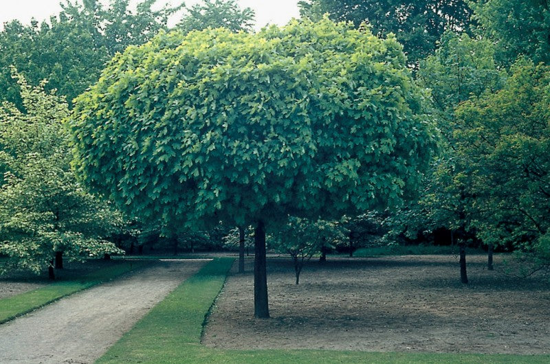 Acer plat Globosum 