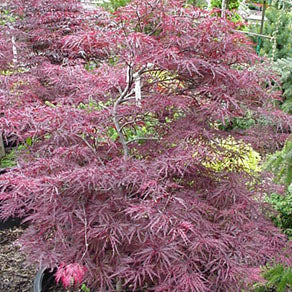 Acer palm Red Dragon 