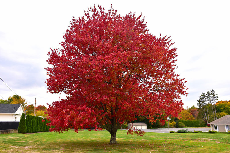 Acer rubrum 