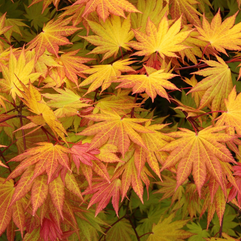 Acer shir Autumn Moon 