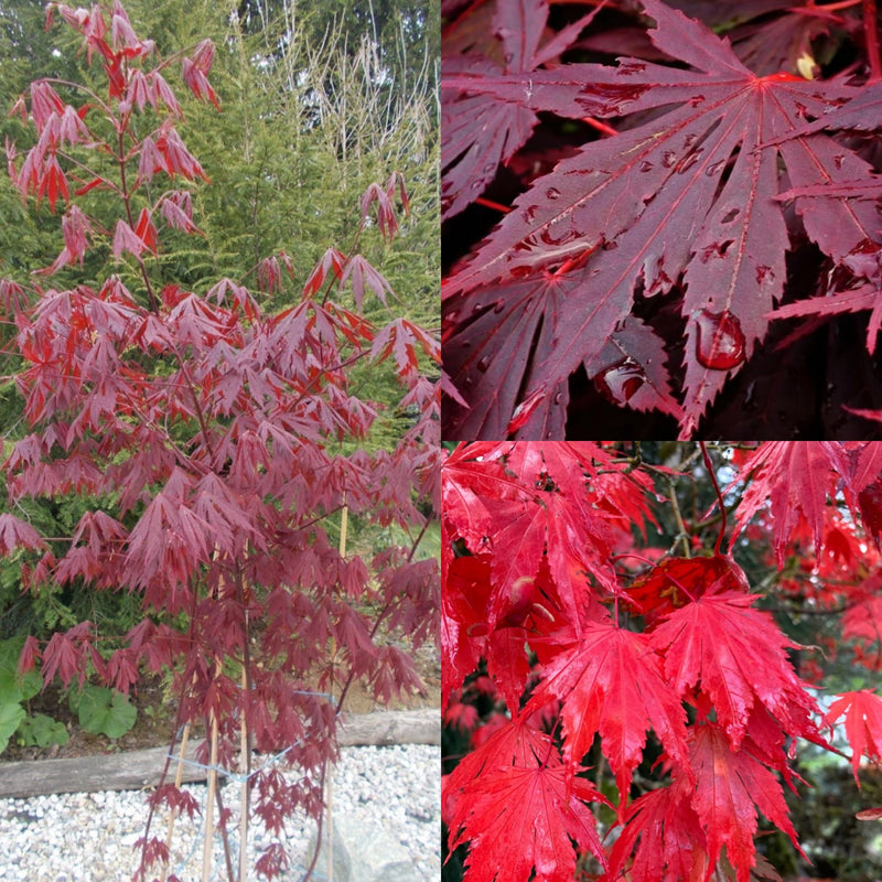Acer shir Yasemin 