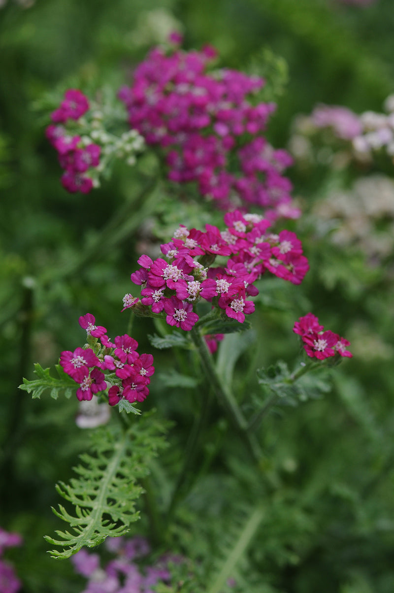 Achillea New Vintage™ Violet 