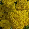 Achillea Coronation Gold 
