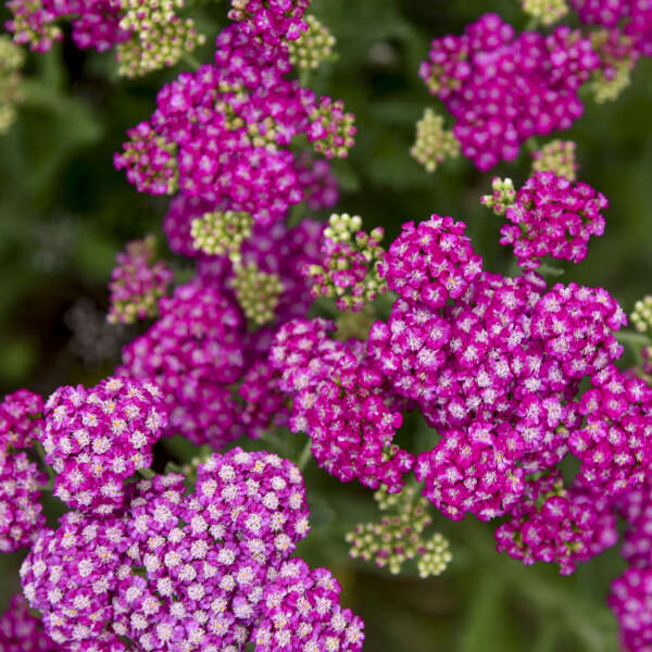 Achillea Firefly Fuchsia PW