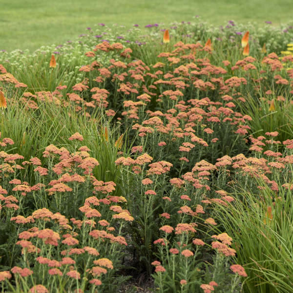 Achillea Firefly Peach Sky PW