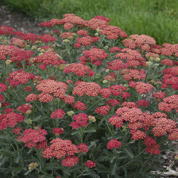 Achillea Firefly Red Pop PW