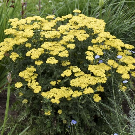 Achillea Firefly Sunshine PW