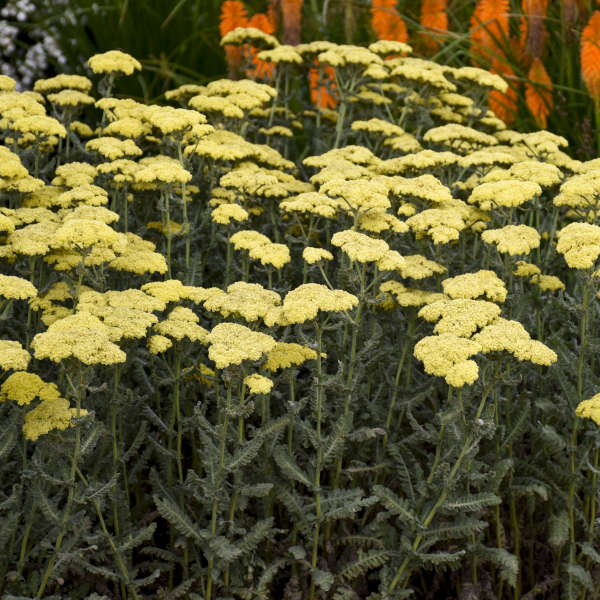 Achillea Sassy Summer Lemon 
