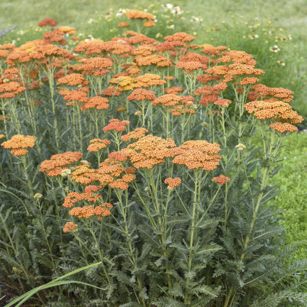 Achillea Sassy Summer Sunset 1 qt