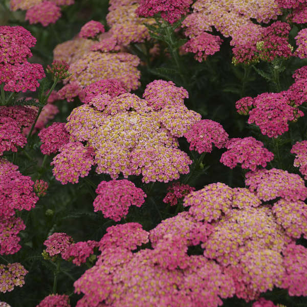 Achillea Sassy Summer Taffy 