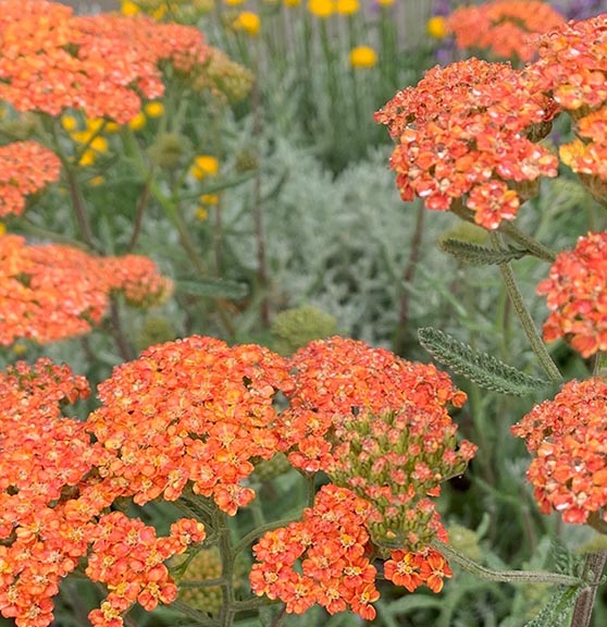 Achillea Terra Cotta 1 qt