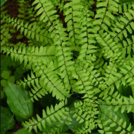 Fern-Adiantum pedatum 