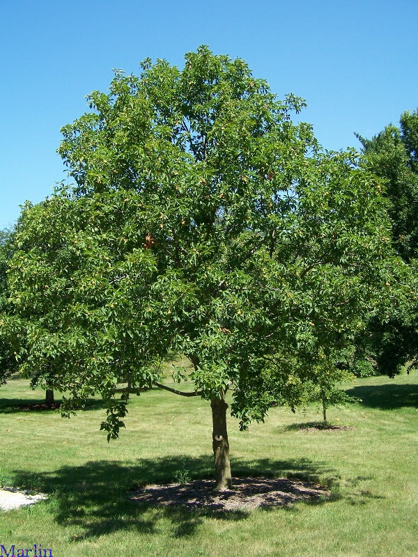 Aesculus glabra 