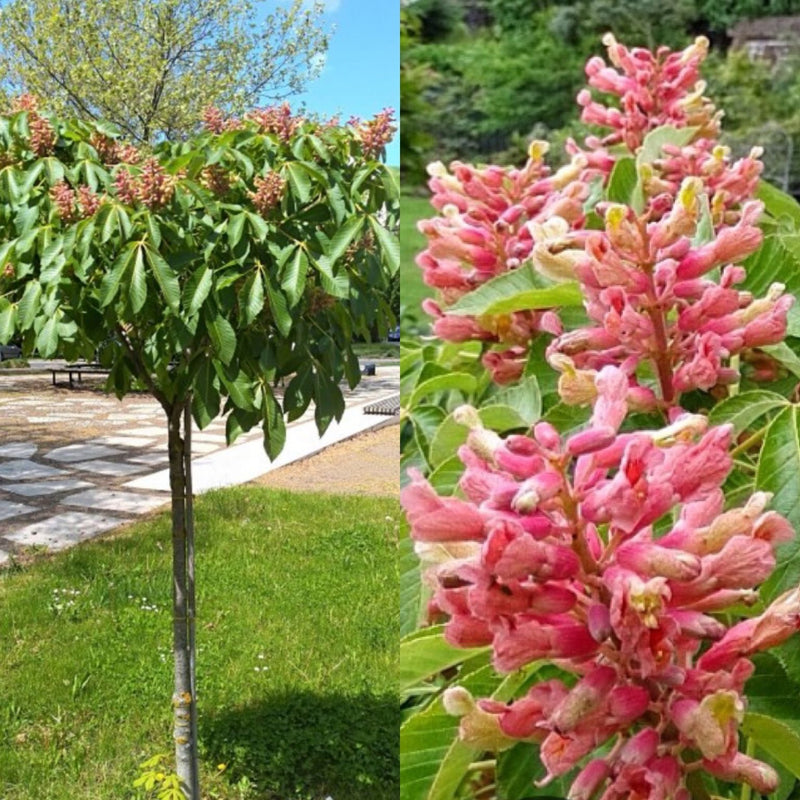Aesculus pavia Koehnei 