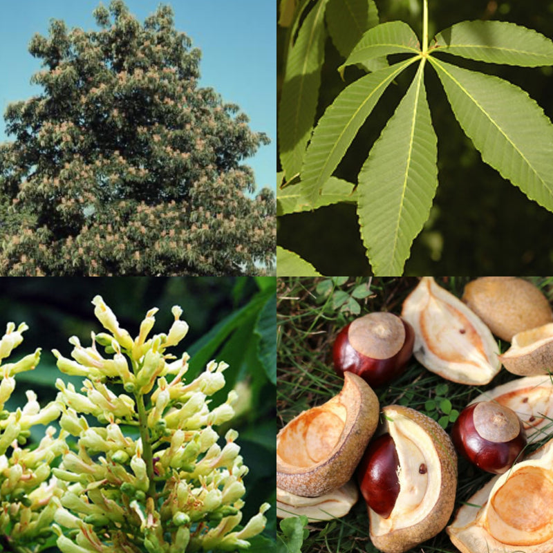Aesculus flava 