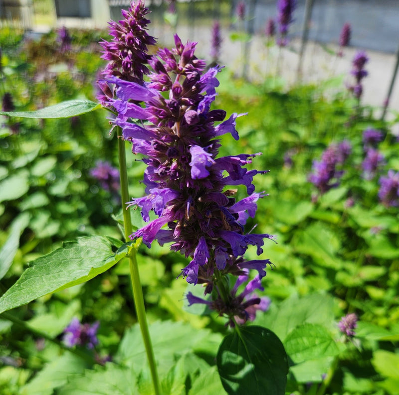 Agastache Blue Boa 