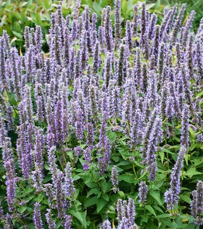 Agastache Blue Fortune 