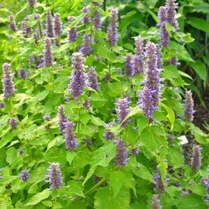 Agastache Golden Jubilee 