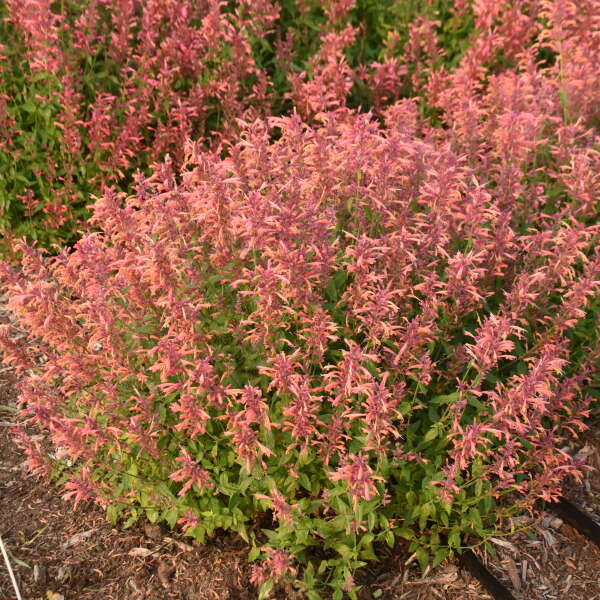 Agastache Guava Lava 