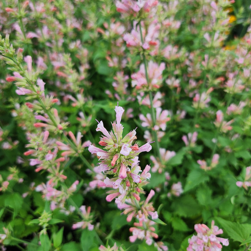 Agastache Pink Pearl 