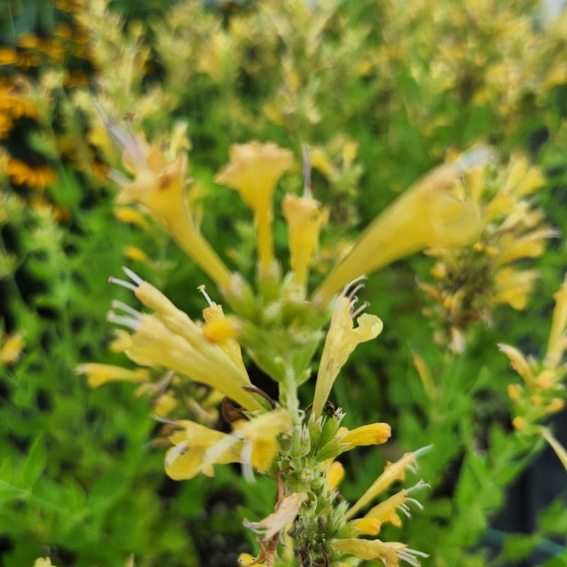 Agastache Poquito™ Butter Yellow 