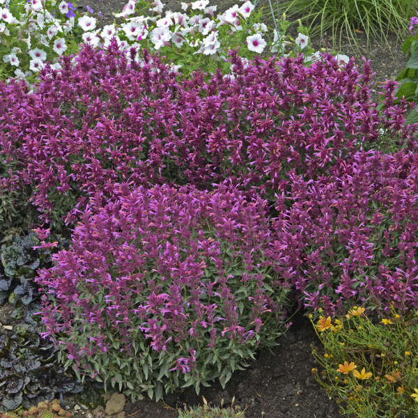 Agastache Rosie Posie 