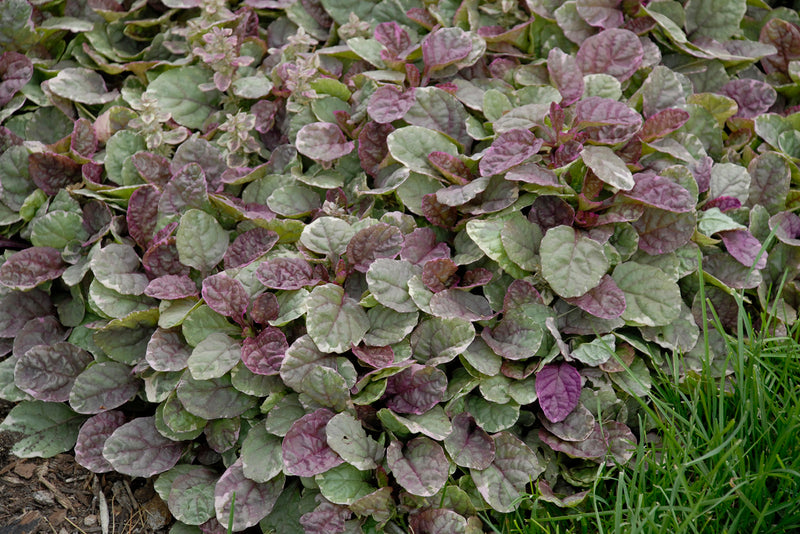 Ajuga Burgundy Glow flat/50