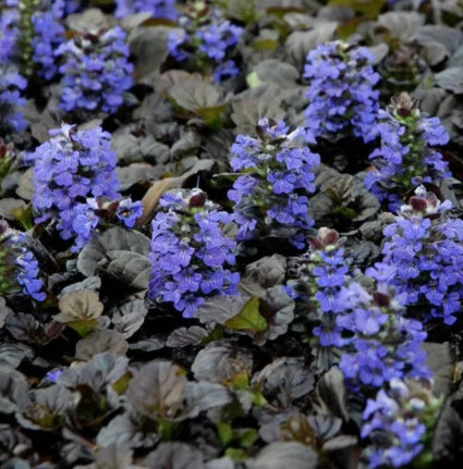 Ajuga Black Scallop 1 qt