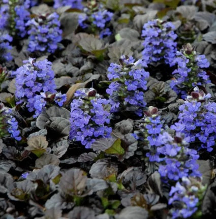 Ajuga Black Scallop 