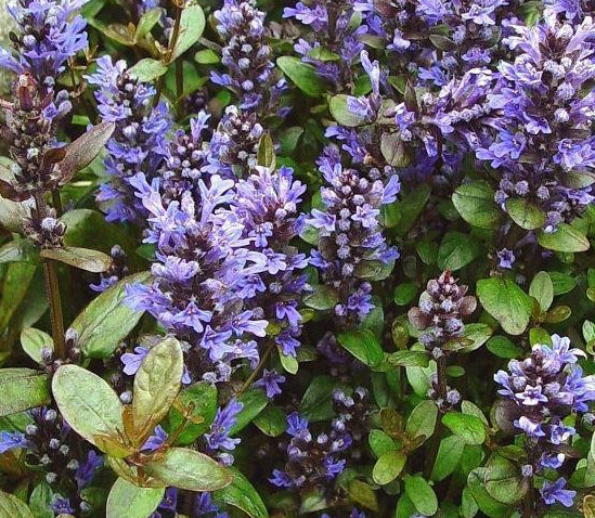 Ajuga Chocolate Chip 1 qt