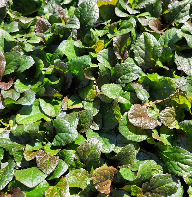 Ajuga reptans bronze-flat