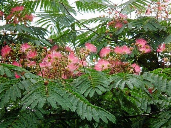 Albizia jul E H Wilson 