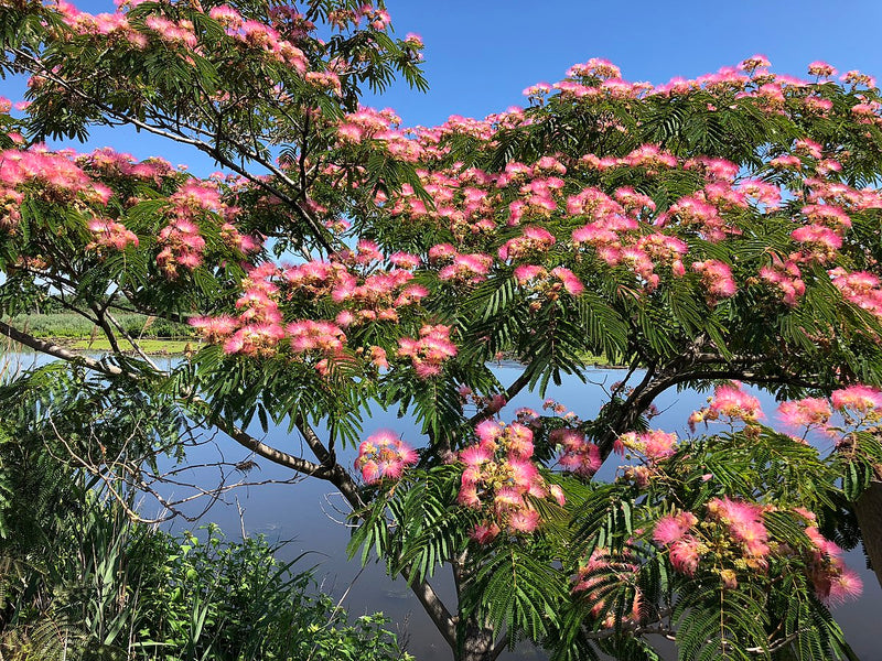 Albizia julibrissin 