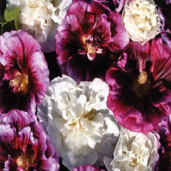 Alcea Blackberry Ripple 1 qt