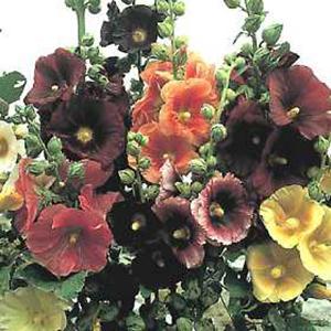 Alcea Indian Spring 1 qt