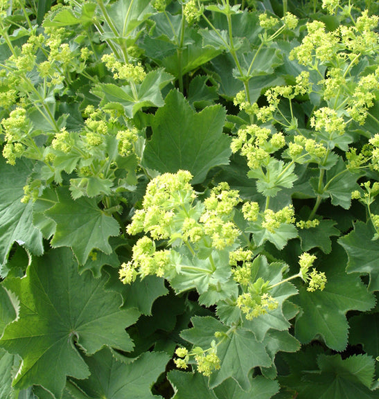 Alchemilla mollis Auslese 