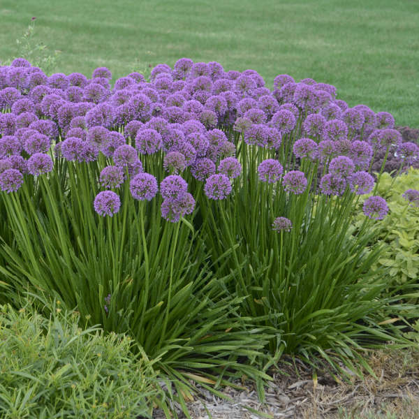 Allium Millenium 