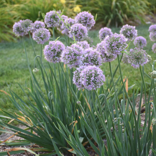 Allium Bubble Bath 