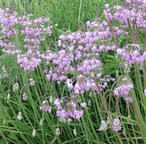 Allium cernuum 