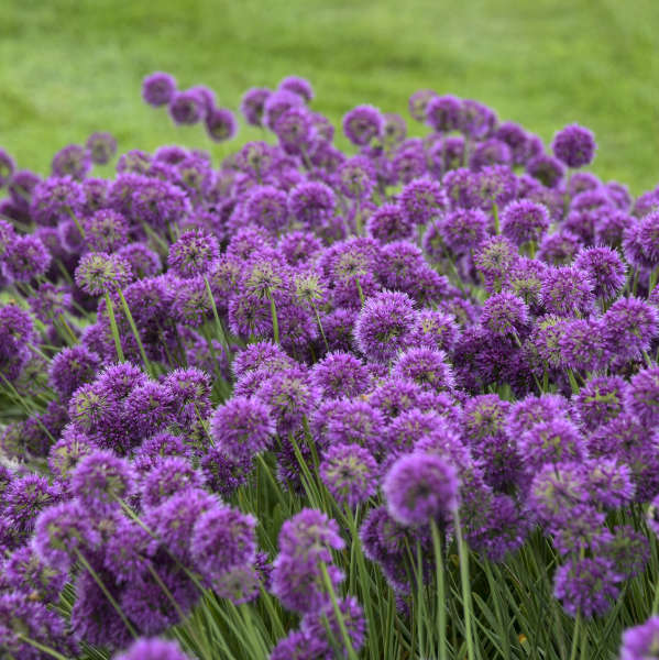 Allium Lavender Bubbles 