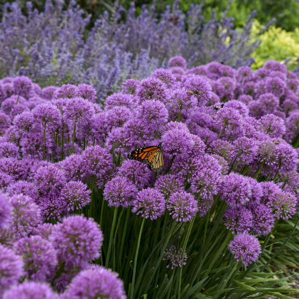 Allium Serendipity PW