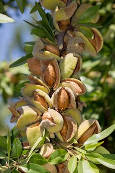 Fruit-Nut-Almond-Oracle 